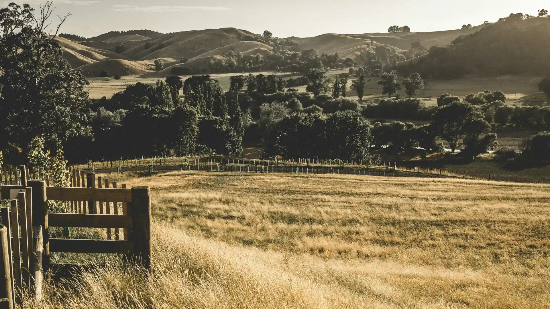 Boundary peg in situ marking a property corner in New Zealand